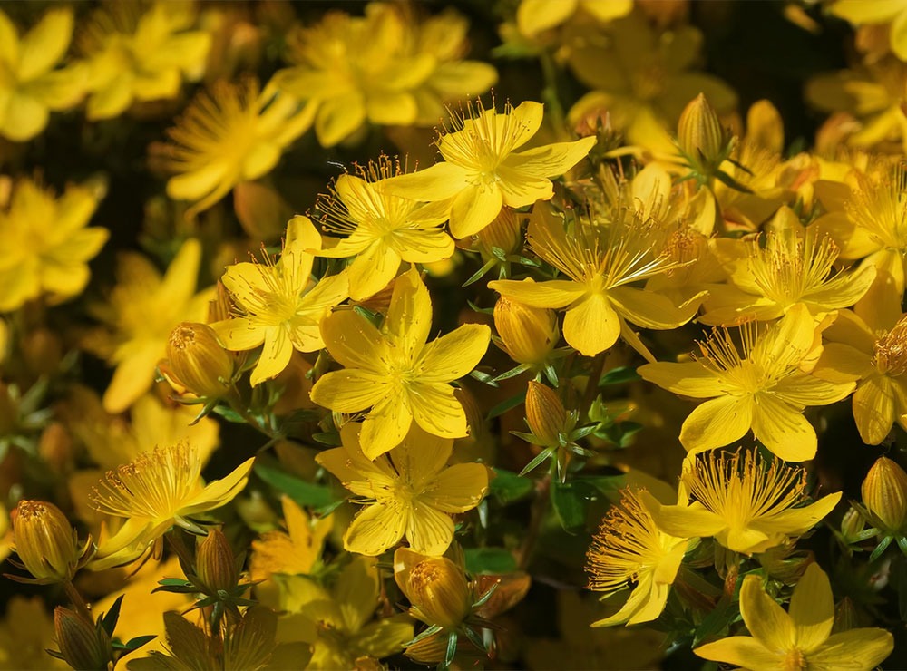 Curiosità e approfondimenti sull'Iperico - RIMOS VET