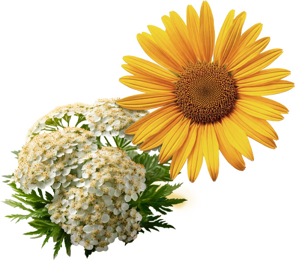 Scopri i componenti principali di Kanarescue di RIMOS VET