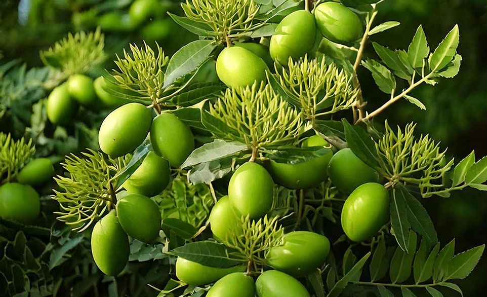 Neem, uno degli ingredienti dei prodotti Rimos Vet