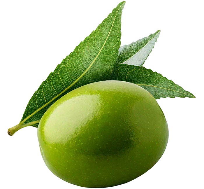 Scopri le proprietà benefiche del Neem - RIMOS VET