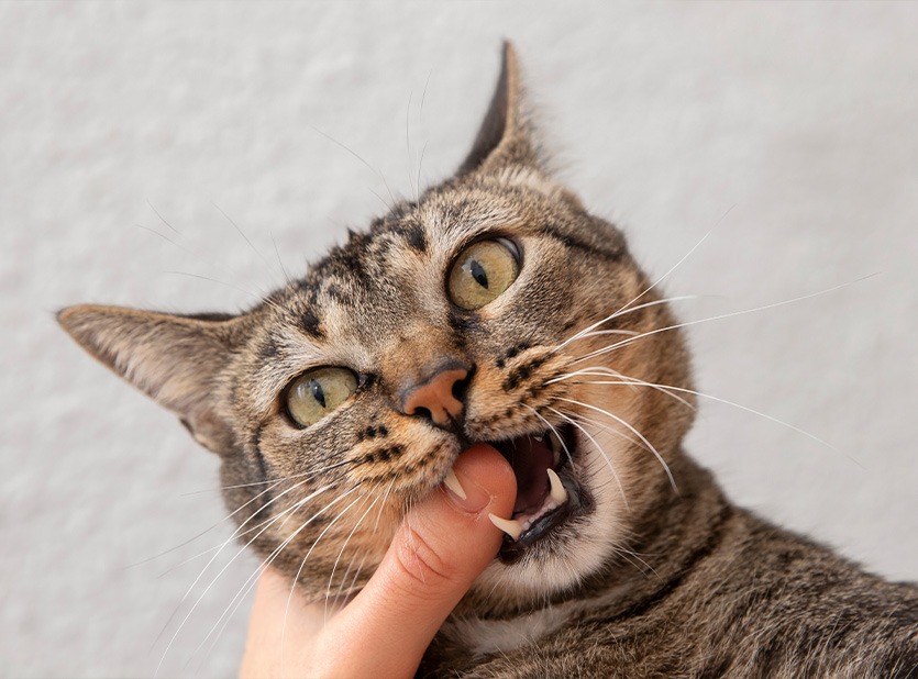 Scopri come gestire le alterazioni psicofisiche del tuo animale domestico con RIMOS VET