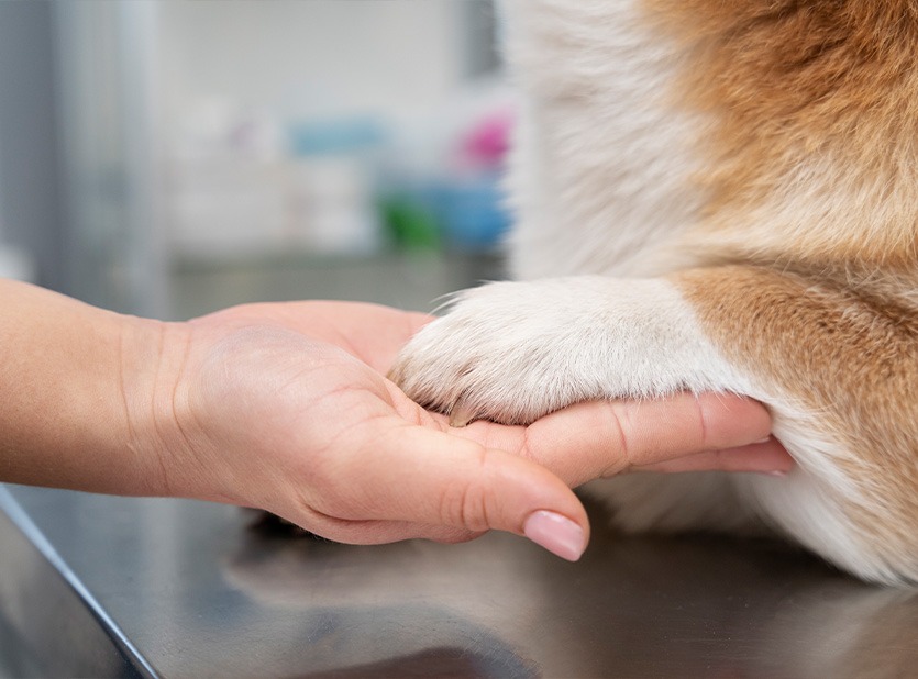 Scopri come gestire il dolore negli animali con RIMOS VET