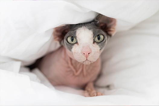 Problemi Cutanei negli animali