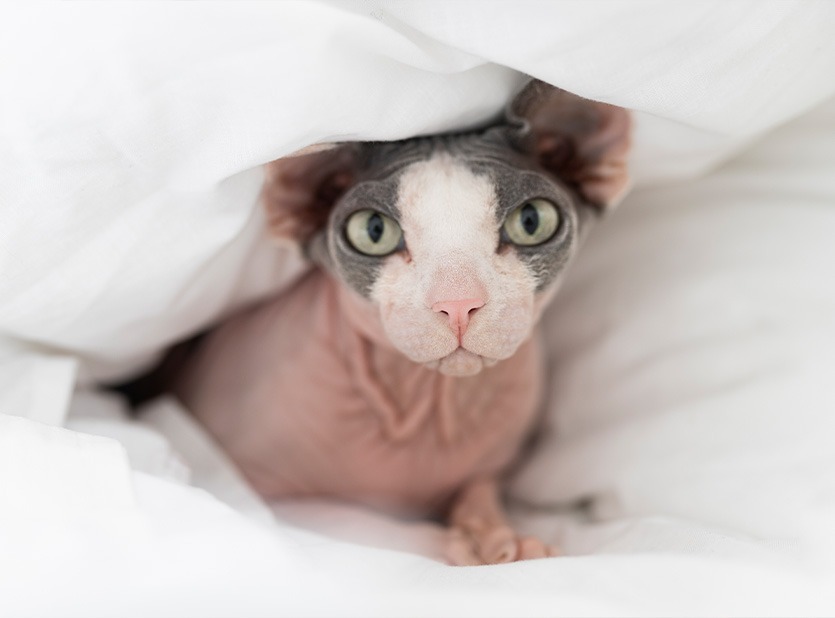 Scopri come curare i problemi cutanei con i prodotti Hypermix di RIMOS VET