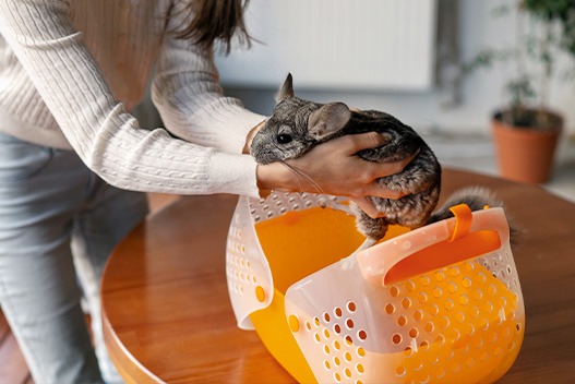Stress da trasporto negli animali