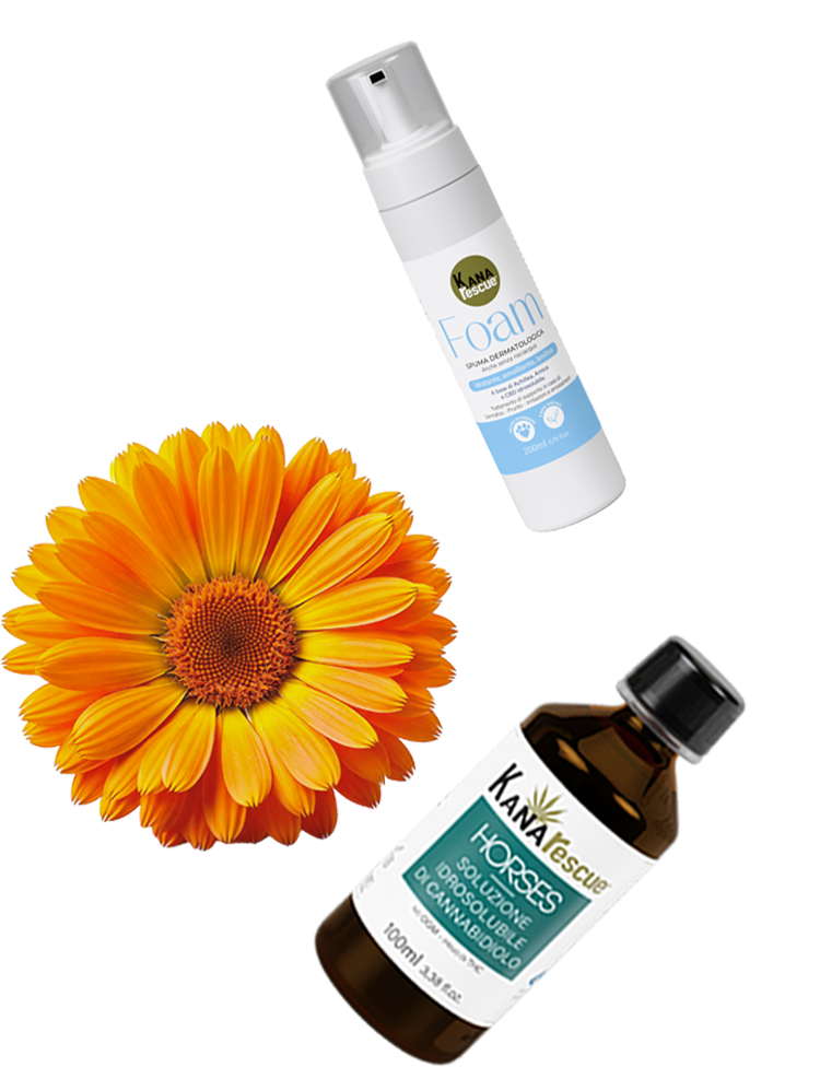 Perchè scegliere Kanarescue, la medicazione vegetale di RIMOS VET