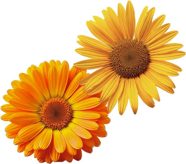 Scopri i componenti principali di Kanarescue di RIMOS VET